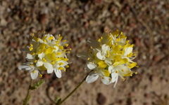 Polycarena aurea