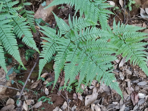 Image of Dryopteris sacrosancta by (c) harum.koh, some rights reserved (CC BY-SA)