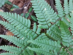 Dryopteris sacrosancta