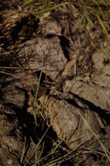 Allium ericetorum