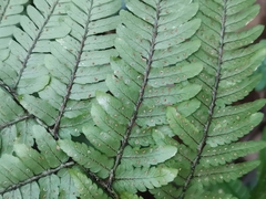 Dryopteris sacrosancta