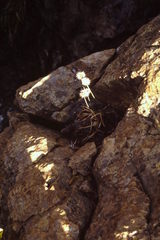 Allium ericetorum