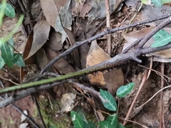 Dryopteris sacrosancta