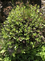 Magnoliopsida