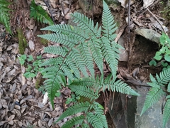 Dryopteris bissetiana