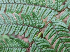 Dryopteris bissetiana