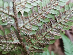 Dryopteris bissetiana