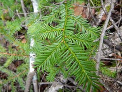 Taxus canadensis