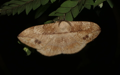 Sphingognatha asclepiades