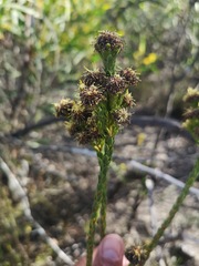 Leucadendron thymifolium