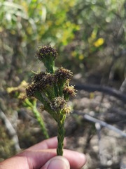 Leucadendron thymifolium
