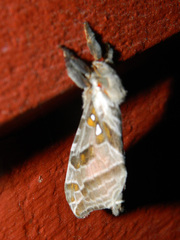 Sthenopis argenteomaculatus