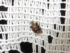 Anthrenus picturatus