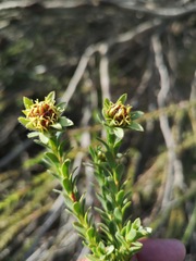 Leucadendron thymifolium