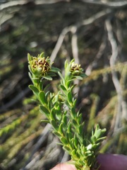 Leucadendron thymifolium