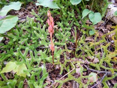 Corallorhiza maculata