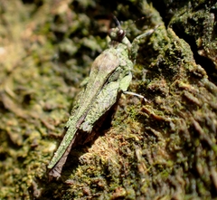 Lamellitettigodes contractus