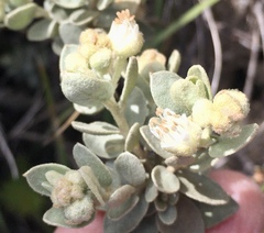 Croton nitrariifolius