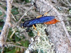 Urocerus cressoni
