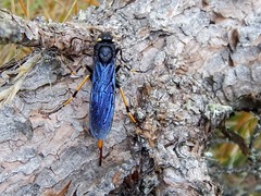 Urocerus cressoni