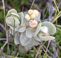 Croton nitrariifolius