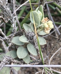 Croton nitrariifolius