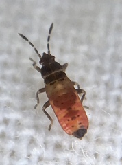 Ischnodemus sabuleti