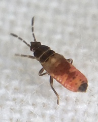 Ischnodemus sabuleti