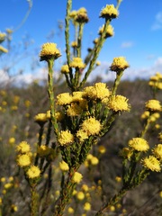 Leucadendron thymifolium