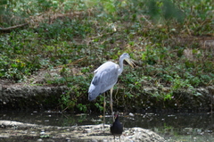Ardea cinerea