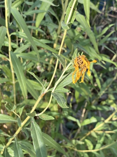 Nuttall's Sunflower (Subspecies Helianthus nuttallii nuttallii ...