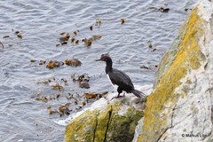 Leucocarbo magellanicus