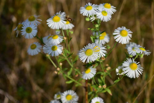 Vienmetė šiušelė