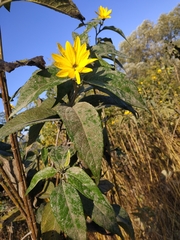Helianthus tuberosus