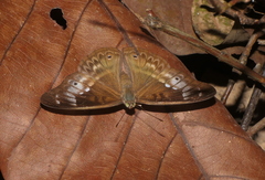 Eulaceura osteria