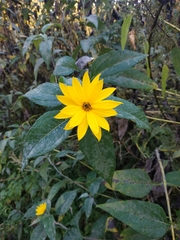 Helianthus tuberosus
