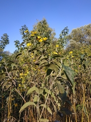 Helianthus tuberosus
