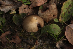 Psathyrella spadiceogrisea