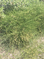 Ephedra tweedieana