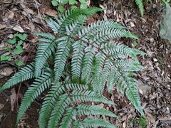 Dryopteris pacifica