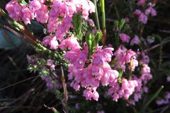 Erica brevifolia