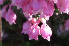 Erica brevifolia