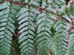 Dryopteris pacifica