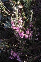 Erica brevifolia