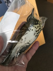 Hylocichla mustelina