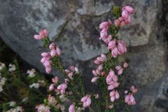 Erica brevifolia