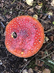 Amanita muscaria