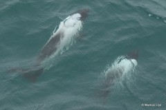 Cephalorhynchus commersonii