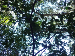 Maytenus acuminata