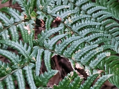Dryopteris pacifica